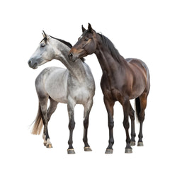 Horses