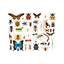 Insects