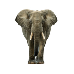 Elephants