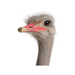 Ostriches