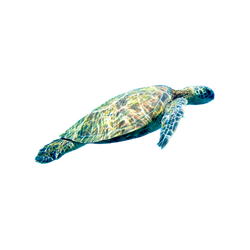 Turtles