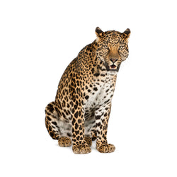 Big Cats