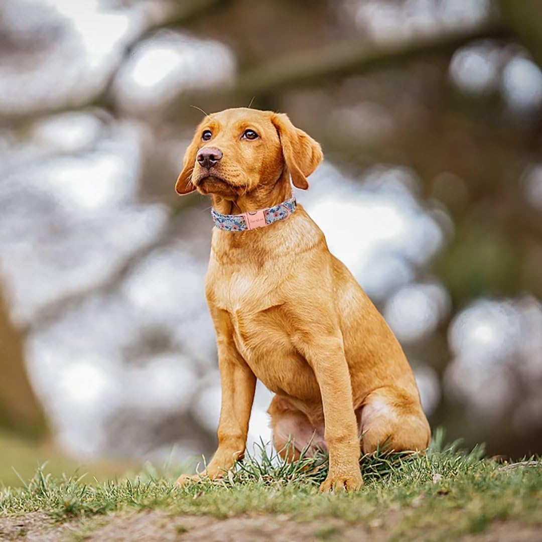Strong Soft Cotton Dog Collar with Metal Buckle