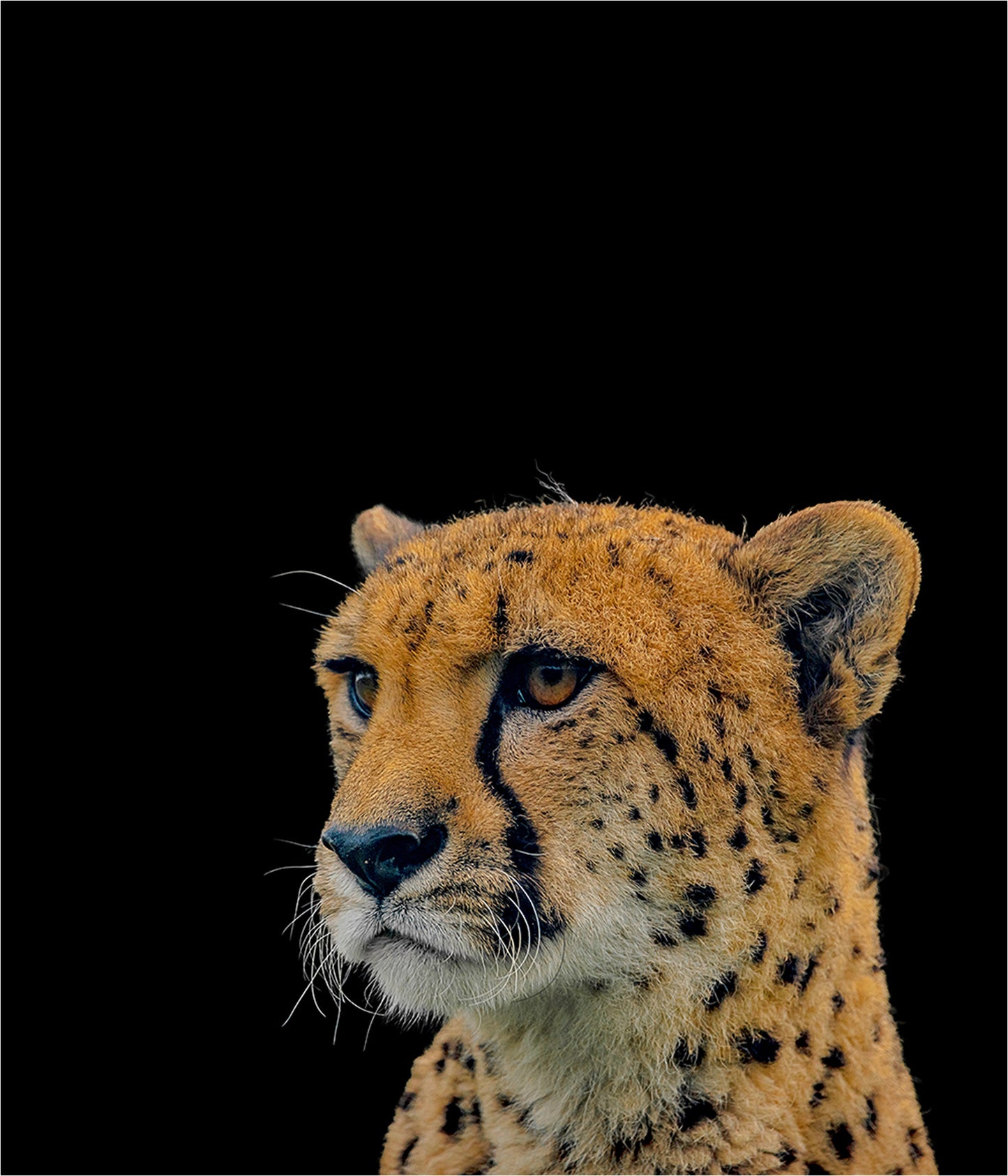 Throw Blanket with Cheetah Portrait