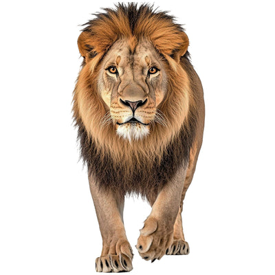 African Wildlife