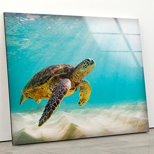 swimming sea turtle framelessglass wall art  picture against a white wall