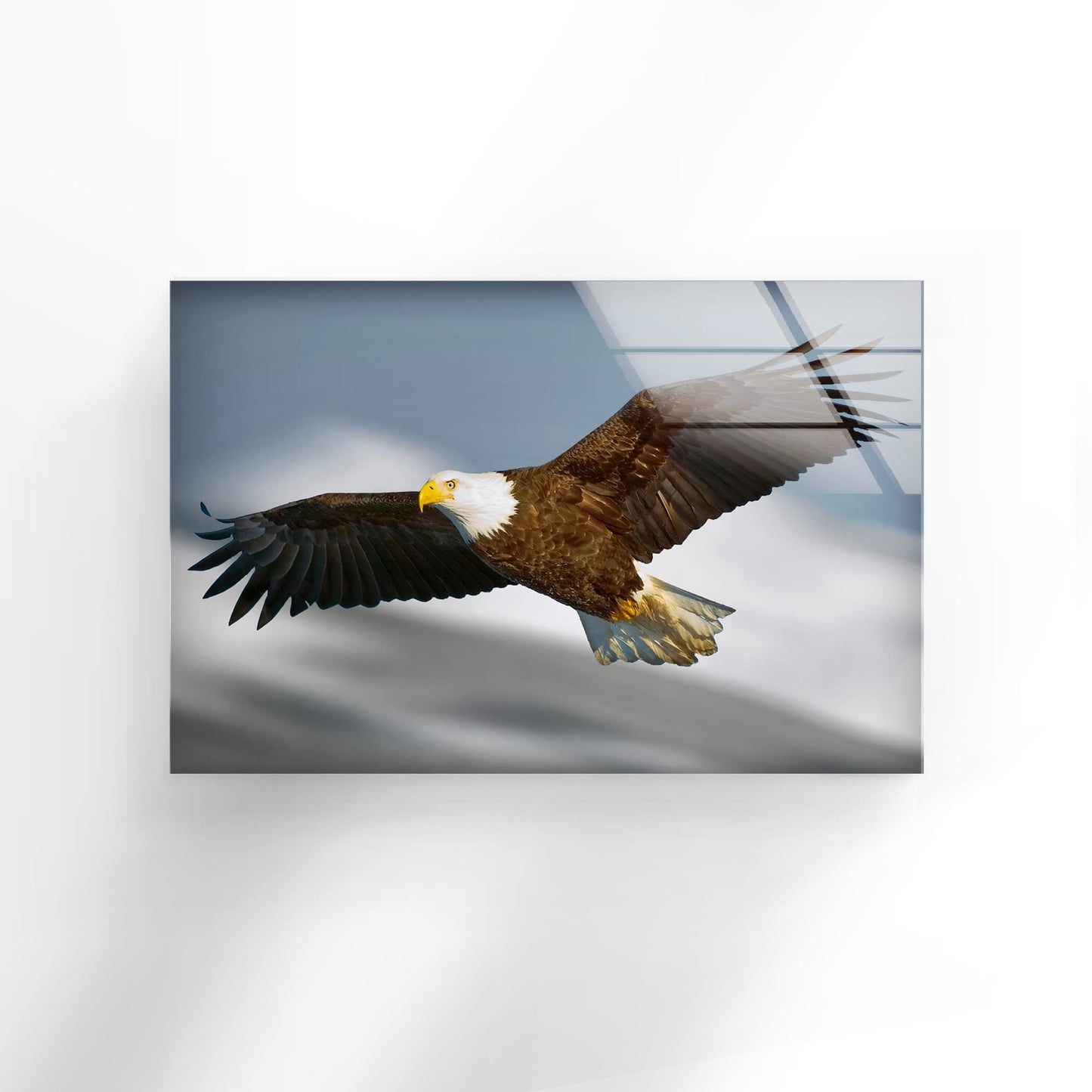 Flying Bald Eagle Glass Wall Art