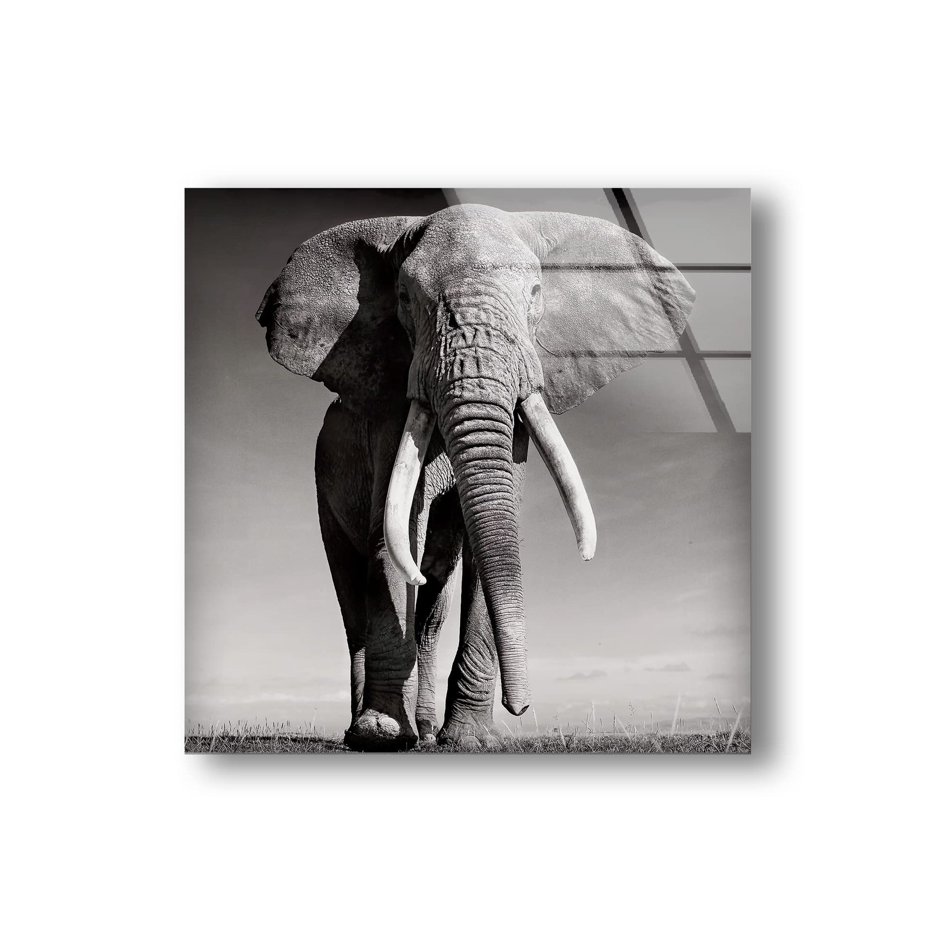 glass wall art featuring a large bull elephant in monochrome colour against a white background
