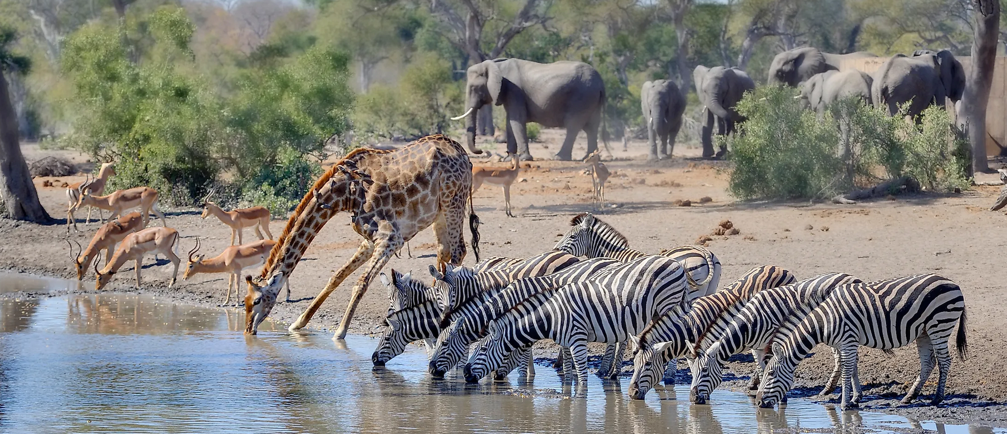 Load video: African Wildlife Reserve Live Webcam