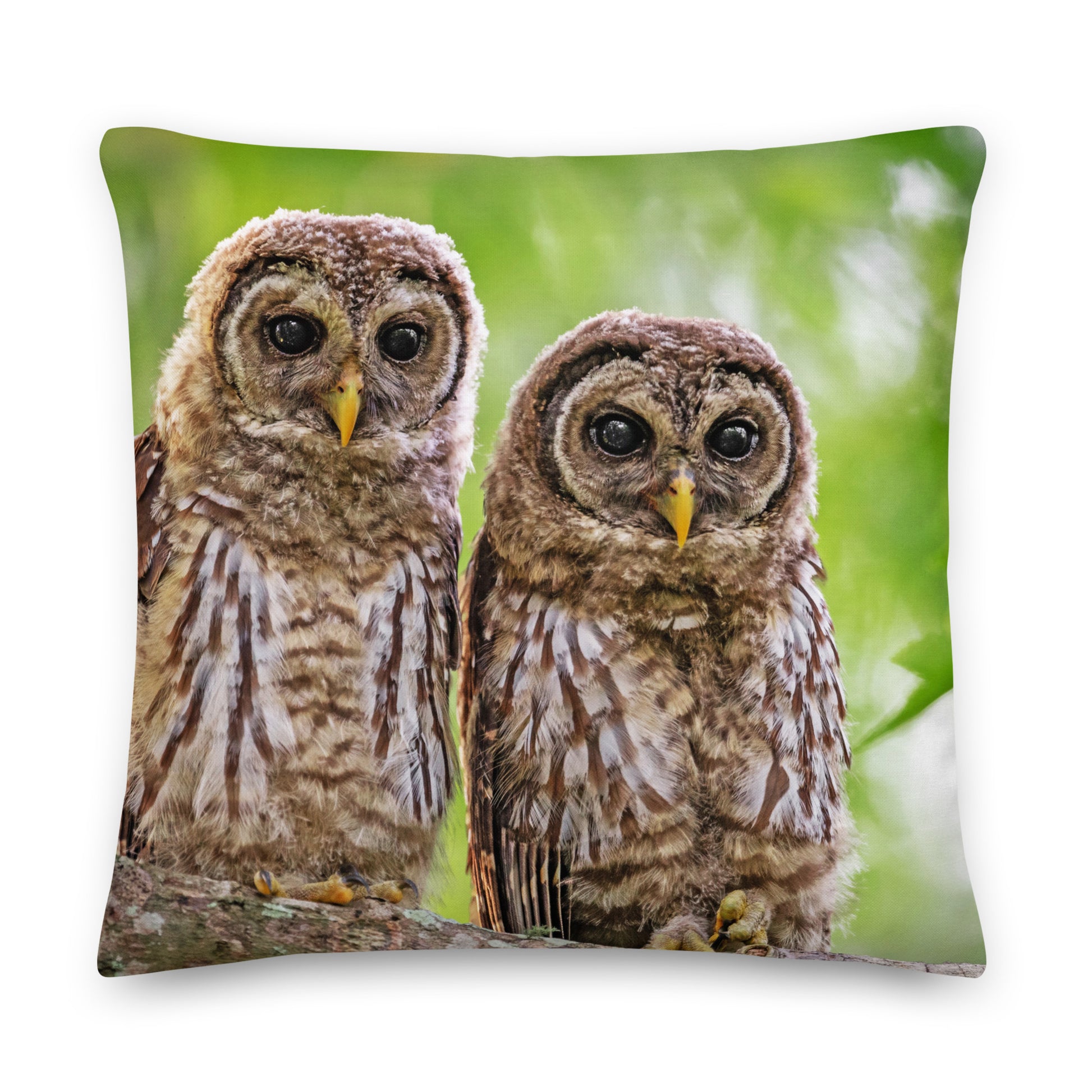 two young little owls  on a green coloured cushion