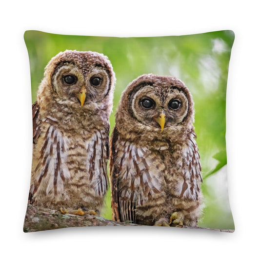 two young little owls  on a green coloured cushion