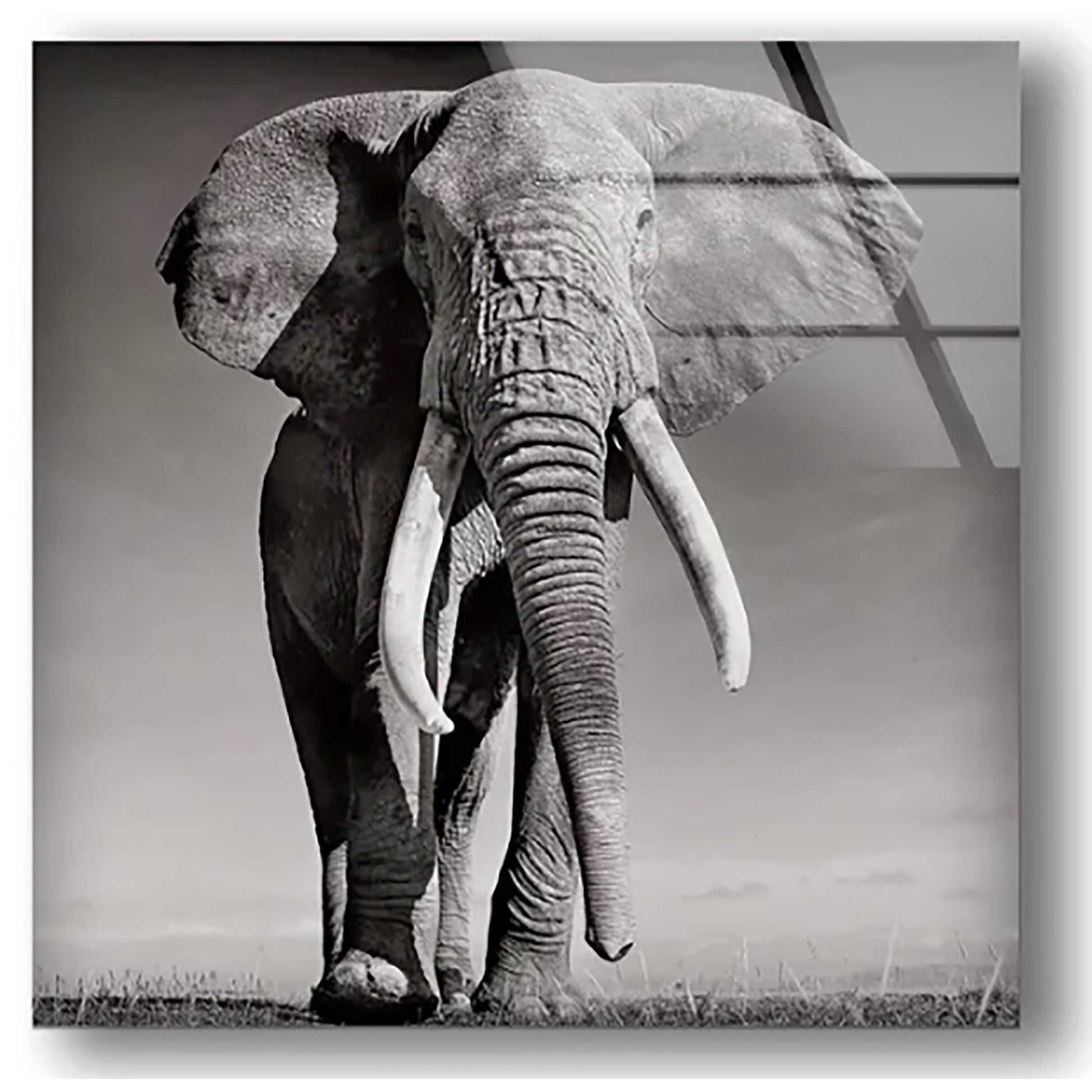 african bull elephant glass wall art