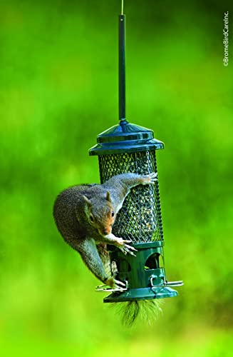 Squirrel Buster Standard Squirrel-proof Bird Feeder