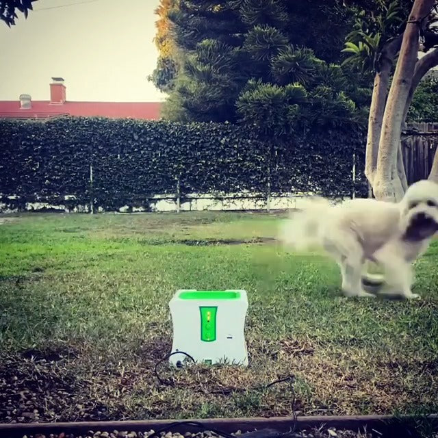 Automatic Dog Ball Thrower for a small  Dog with 3 Balls